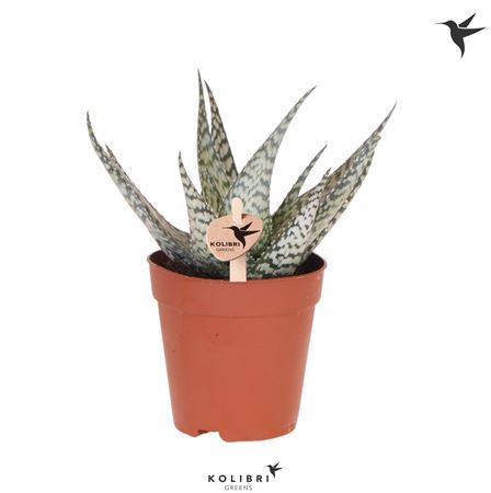 Aloe Bronze Lizard