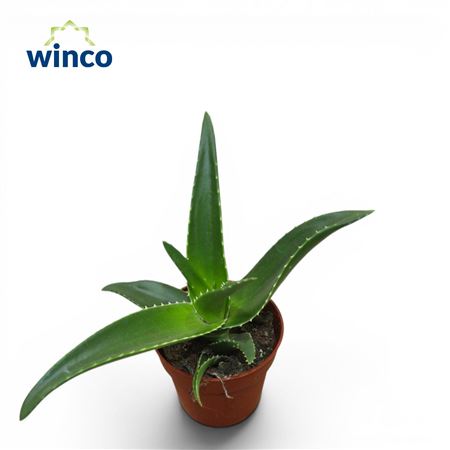 Aloe Delaetii