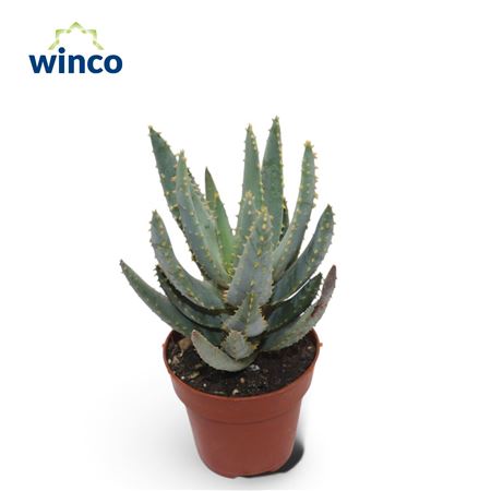 Aloe Digitoma