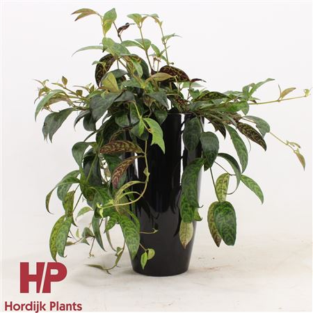 Aeschynanthus Marmoratus In Ceramic