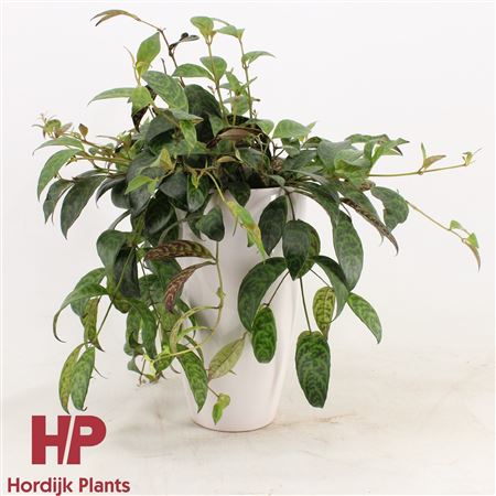 Aeschynanthus Marmoratus In Ceramic