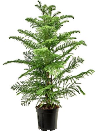 Araucaria Heterophylla