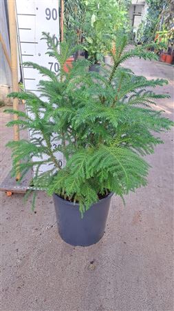 Araucaria