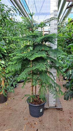 Araucaria