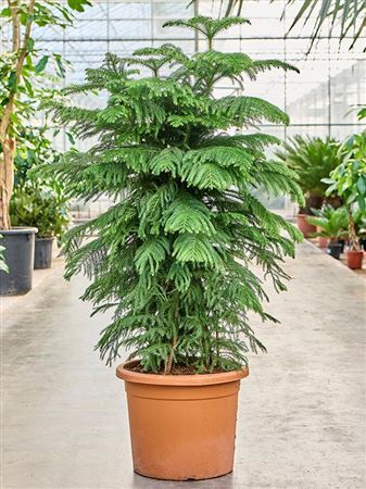 Araucaria Heterophylla