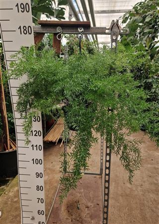 Asparagus Hangplant Xl