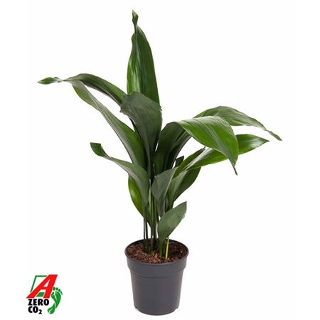 Aspidistra Elatior 12+