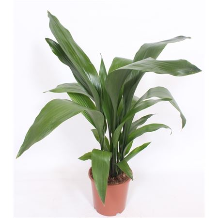 Aspidistra Elatior 12+