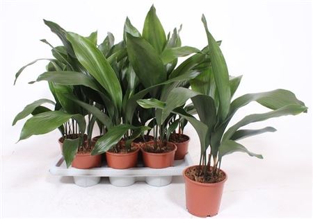 Aspidistra Elatior 9+
