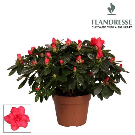 Azalea Flandresse Red