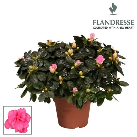Azalea Flandresse Pink