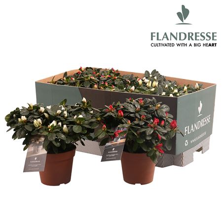 Azalea Flandresse Mix Tray Red & White