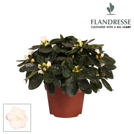Azalea Flandresse White