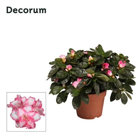 Azalea Varigated (decorum)