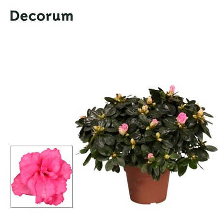 Azalea Pink (decorum)
