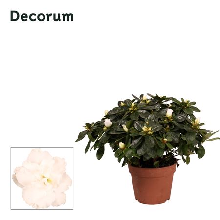 Azalea White (decorum)