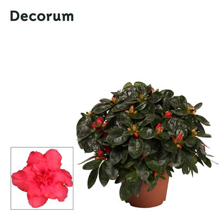 Azalea Red (decorum)