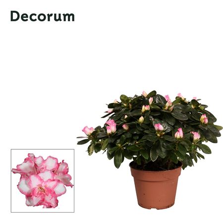 Azalea Varigated (decorum)