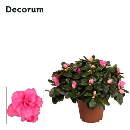 Azalea Pink (decorum)