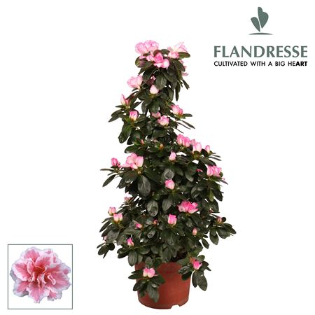 Azalea Flandresse Piramide Variagated