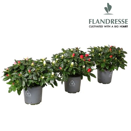 Azalea Flandresse® Multicolor