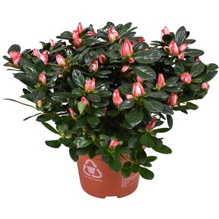 Azalea Linde De Lo Bicolor