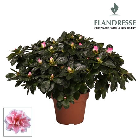 Азалия Фландресс Биколор