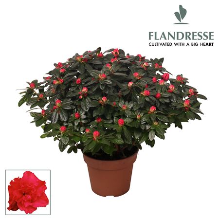 Azalea Flandresse Red