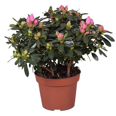Azalea Evita Pink