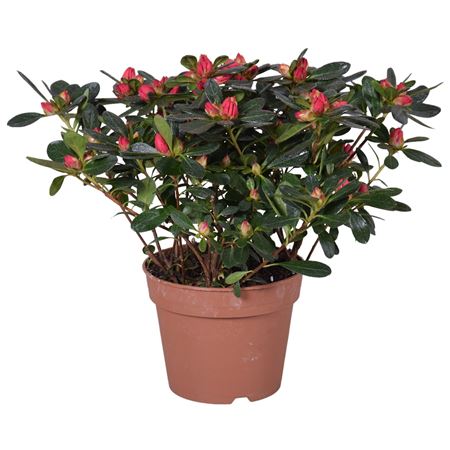 Azalea Scherrer Red
