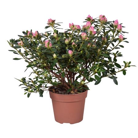 Azalea Evita Pink