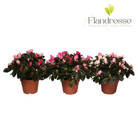 Azalea Flandresse Carnaval