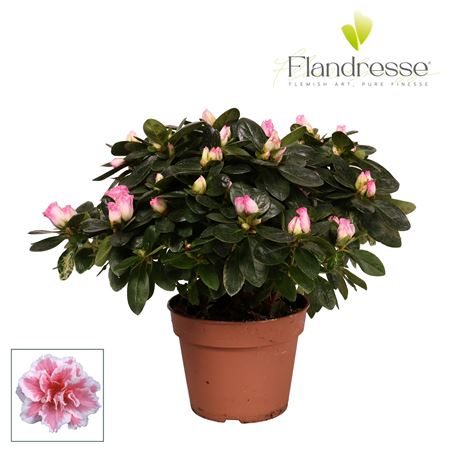 Azalea Flandresse Variegated