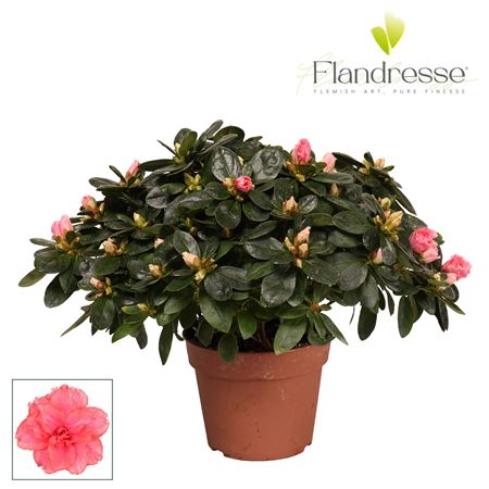 Azalea Flandresse® 'zalm' 30 - 32 Cm