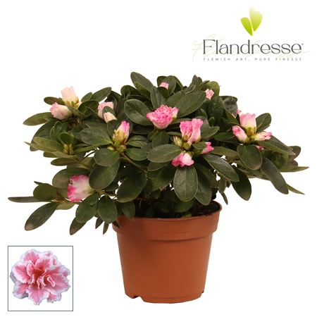 Azalea Flandresse Variegated 22-25cm