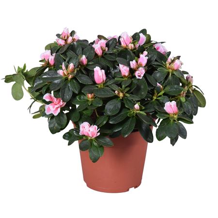 Azalea Vogel Inga Bicolor Pink