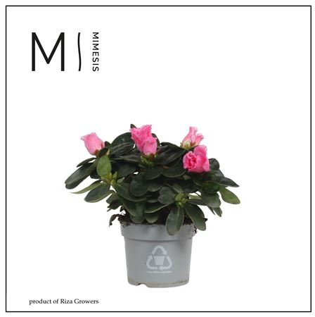 Azalea Varigated (mimesis)