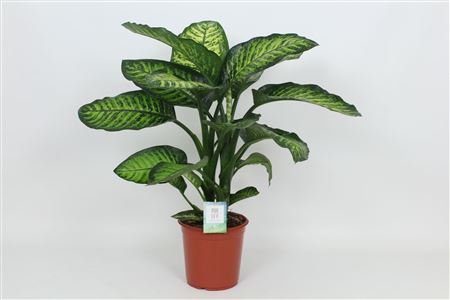 Dieffenbachia Maroba