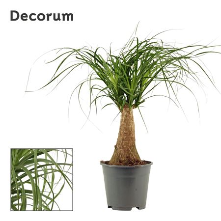 Beaucarnea On Stem (decorum)