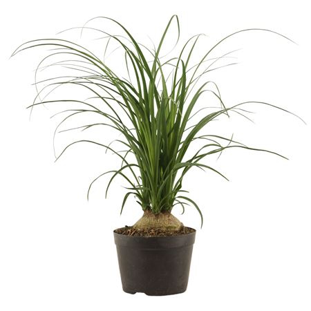 Beaucarnea Bol