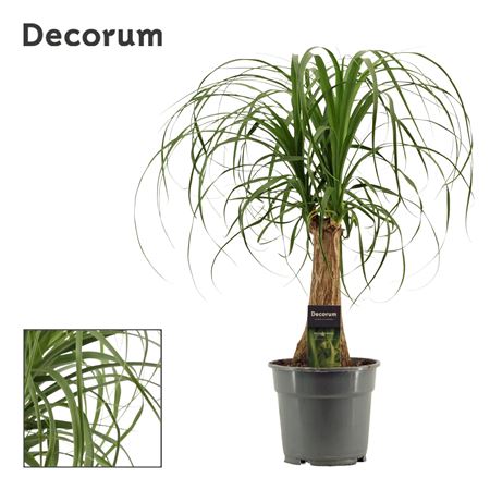 Beaucarnea On Stem (decorum)