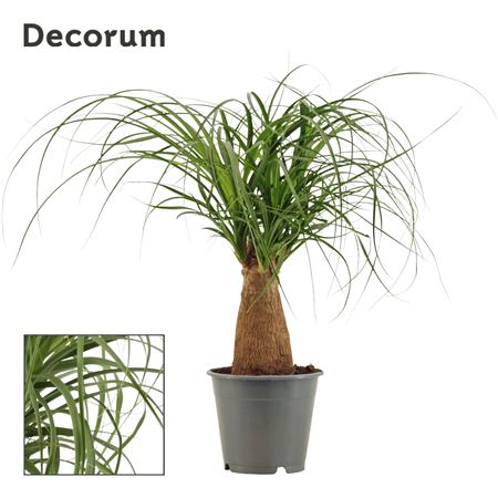 Beaucarnea 3pp (decorum)