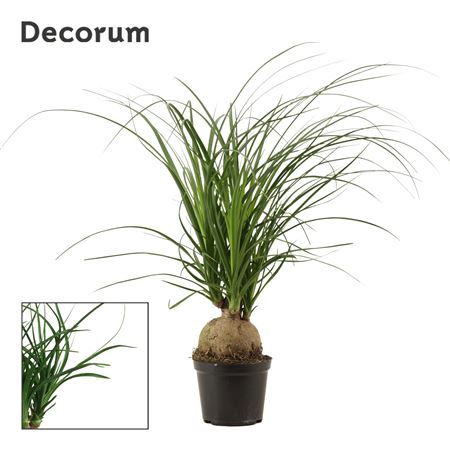 Beaucarnea Bol (decorum)