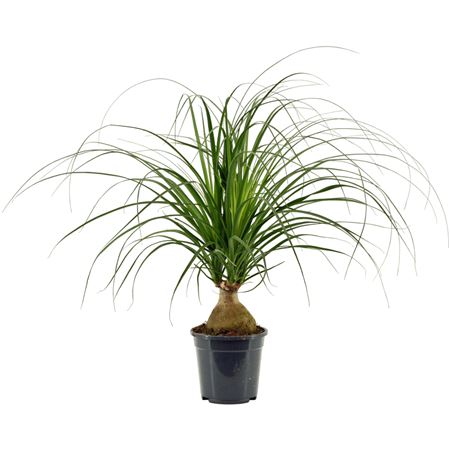 Beaucarnea Bol