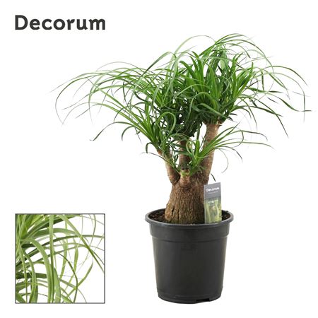 Beaucarnea Bol (decorum)