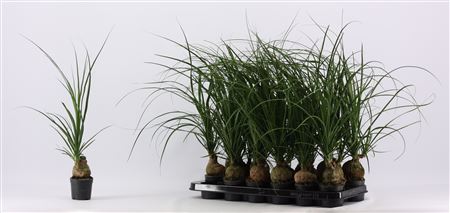 Beaucarnea Bol 1 Head