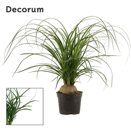 Beaucarnea Bol