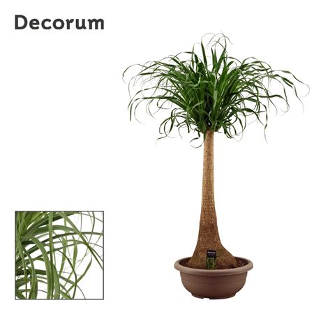 Beaucarnea On Stem In Bowl  (decorum)