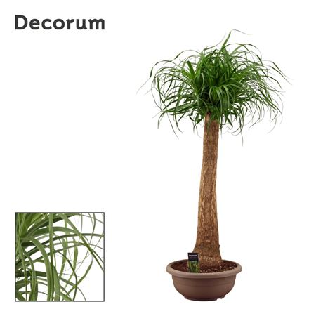 Beaucarnea On Stem In Bowl  (decorum)