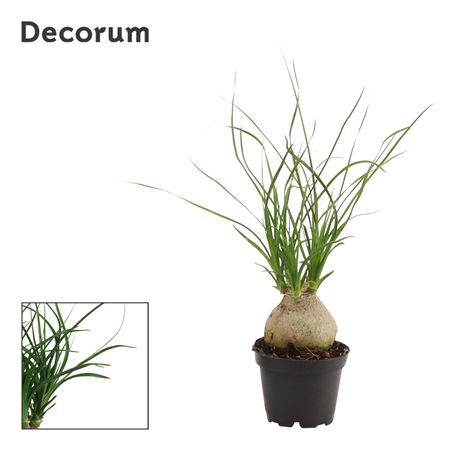 Beaucarnea Boll (decorum)